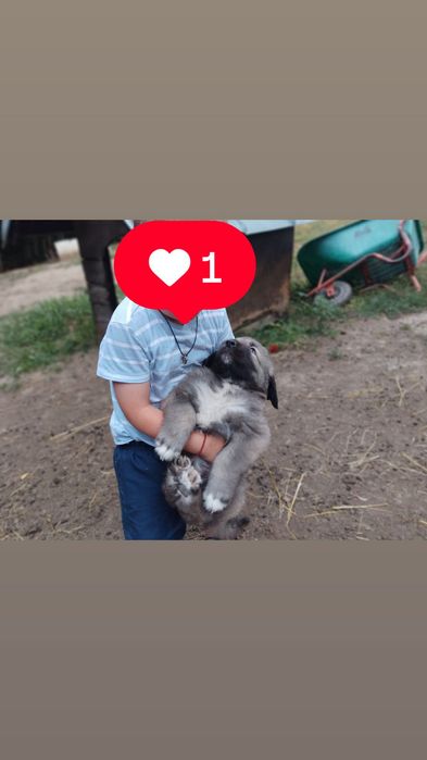 Pui Ciobănestii !!!