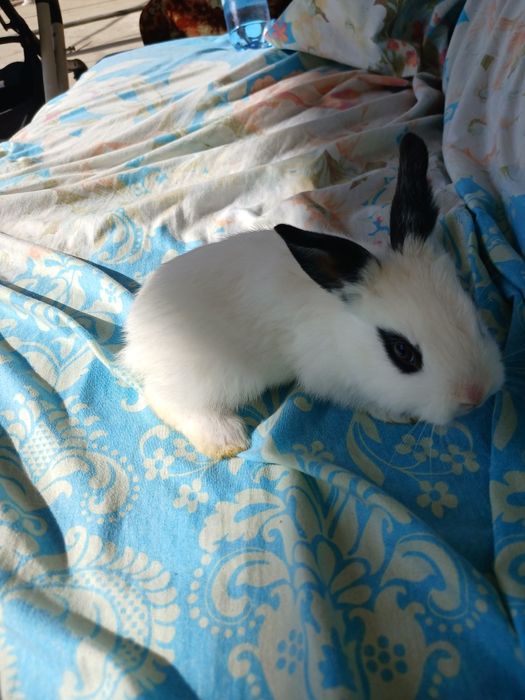 Quyon bolalari sotiladi