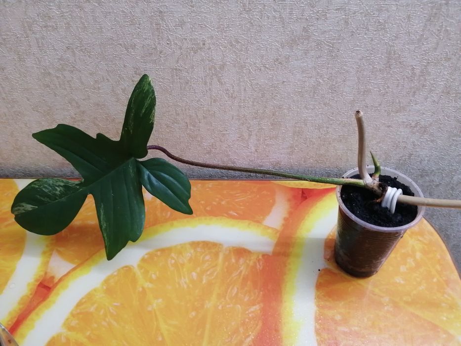 Продаю укорененные черенки филодендрон маска.