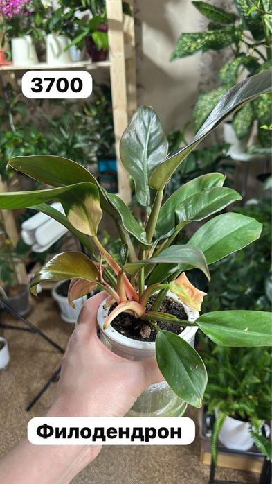 Комнатные растения