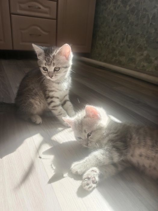 Котенок шатландец