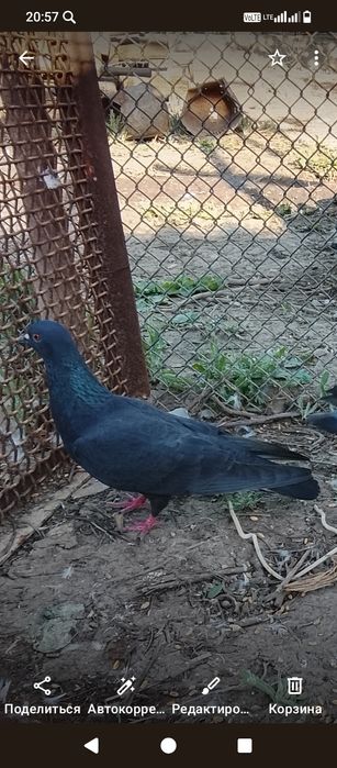 Продается Голуби