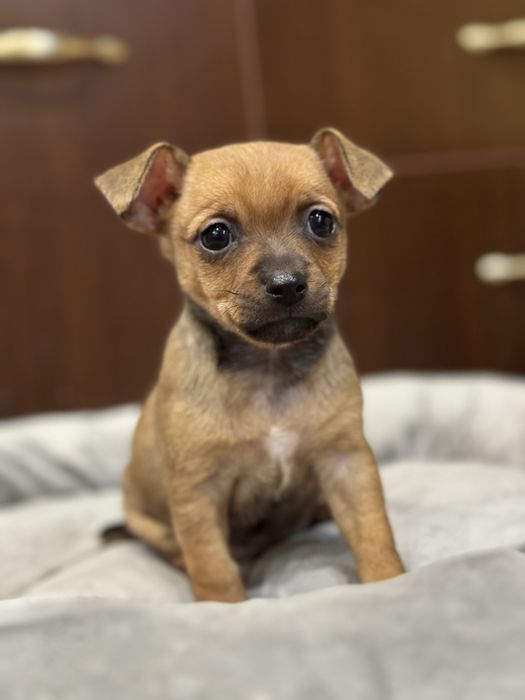 Чихупинчери.