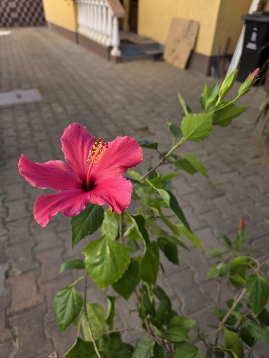 Plante de apartament și terasă: Hibiscus, Cafea, Schefflera, Ctenanthe, Yucca