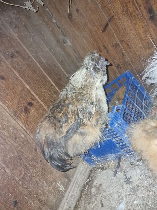 Cocoși mătase japoneză