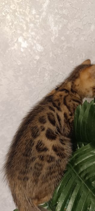 Бенгальские котята