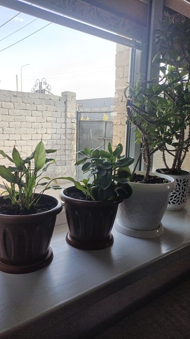 Комнатные цветы-горшоктағы гүлдер