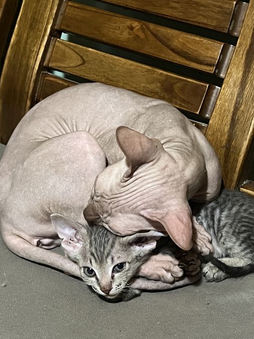 Котенок девочка сфинкса