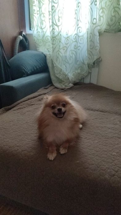 Вязка  померанский шпиц