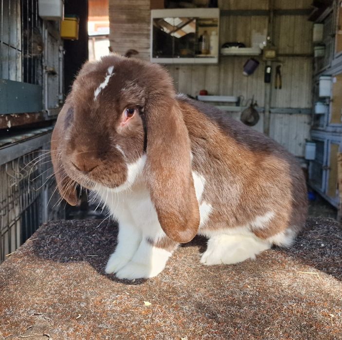 Iepuri berbec german