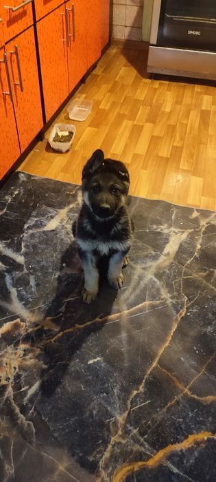 Продам щенка овчарки. 2.5 месяца