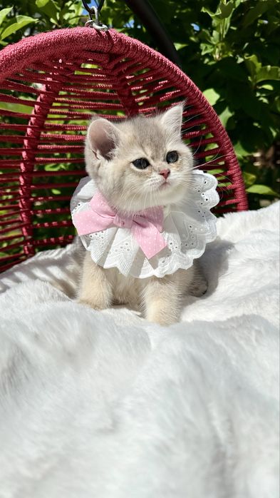 British Shorthair Chinchilla Blue Golden -  Fetita cu certificat pedigree