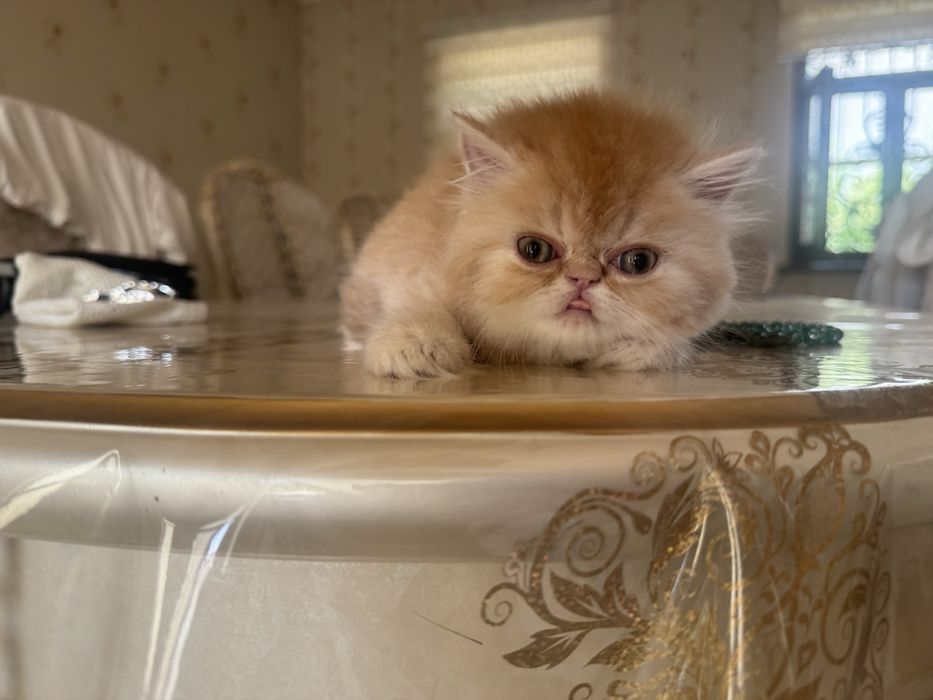 Котёнок Highland шотландская девочка родилась 10 мая
