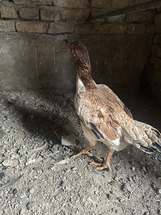 dakan tovuq daken makion