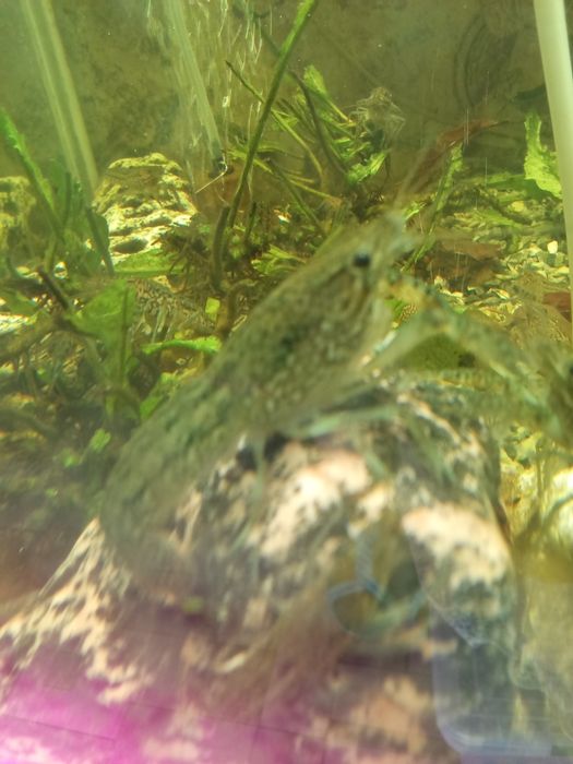 Раки аквариумные