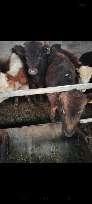 Бычок 3 шт продам