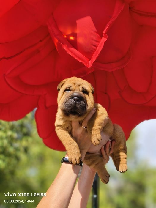 Продам.щенка шарпея.