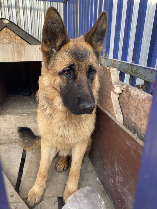 Немецкая овчарка щенок