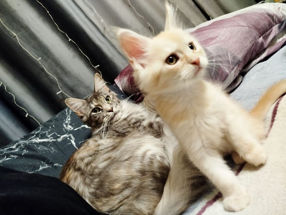 Мейн-кун 2 месяца