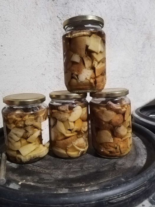 Диворастящи гъби