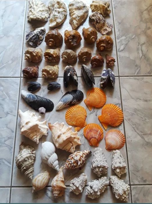 Corali,stele,arici de mare,scoici,etc
