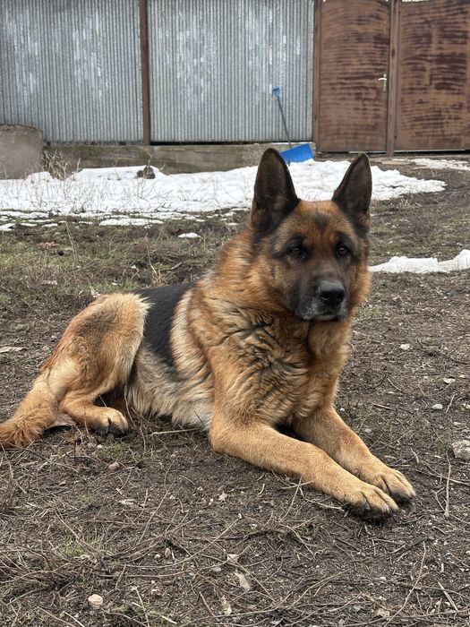Продаю немецкую овчарку