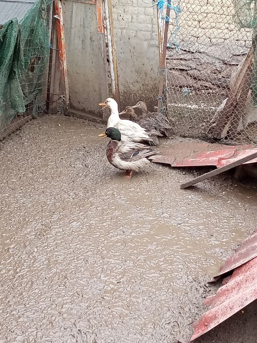 O rată Rouen și rate salbatice