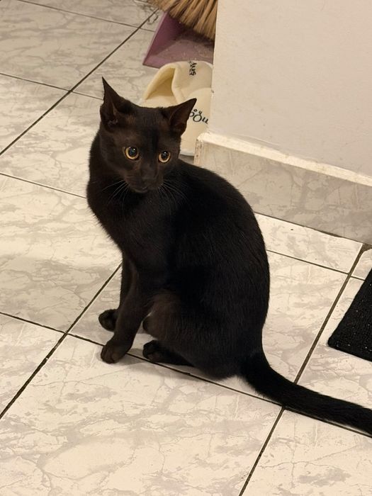 Pisică pt adopție