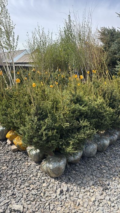 Посадка деревьев и кустарников