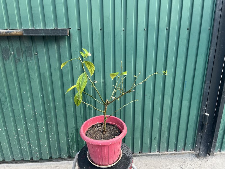 Лимонное дерево мейера