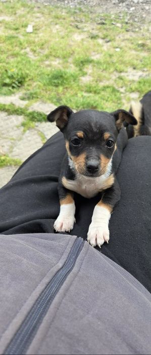 Малки пинчерчета, мъжко и женско