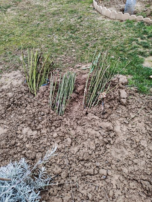 Вьющиейся розы сотилади