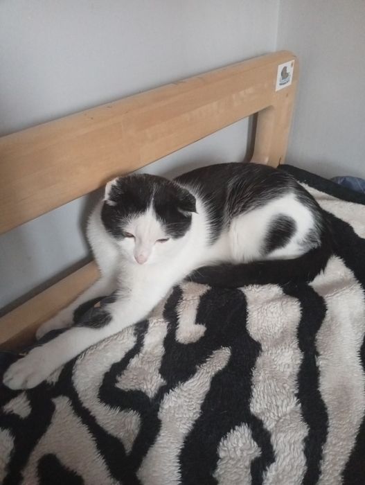 Отдам бесплатной