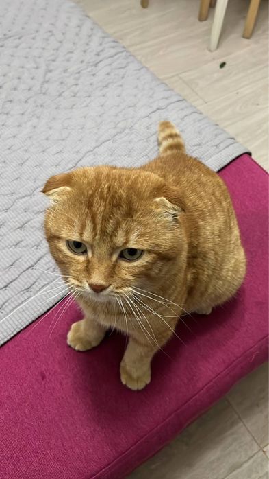 Ищем кошку на вязку