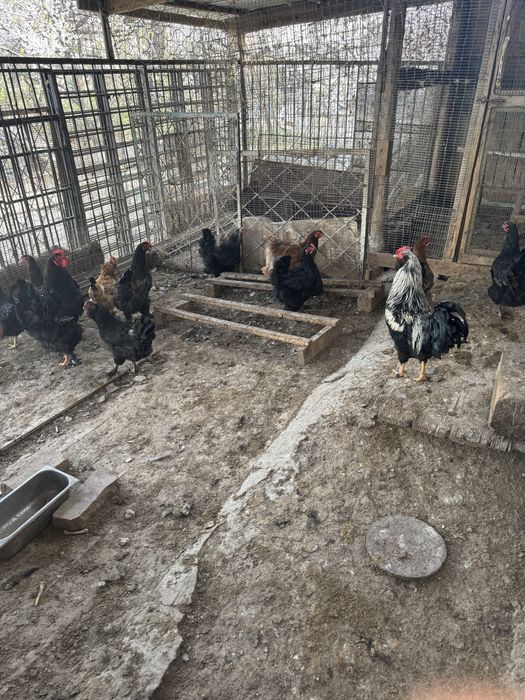 Жұмыртқа сатылады .