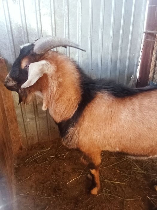 Теке сатылады. Продается козёл.