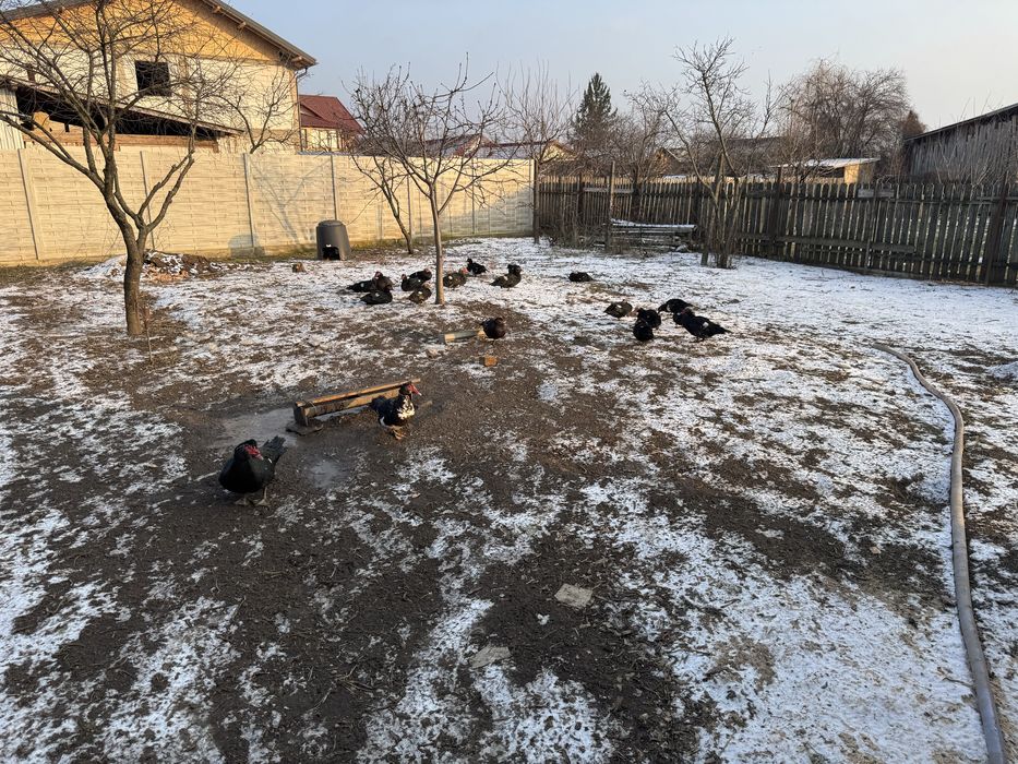 Vand 19 ratoi creacuti in curte