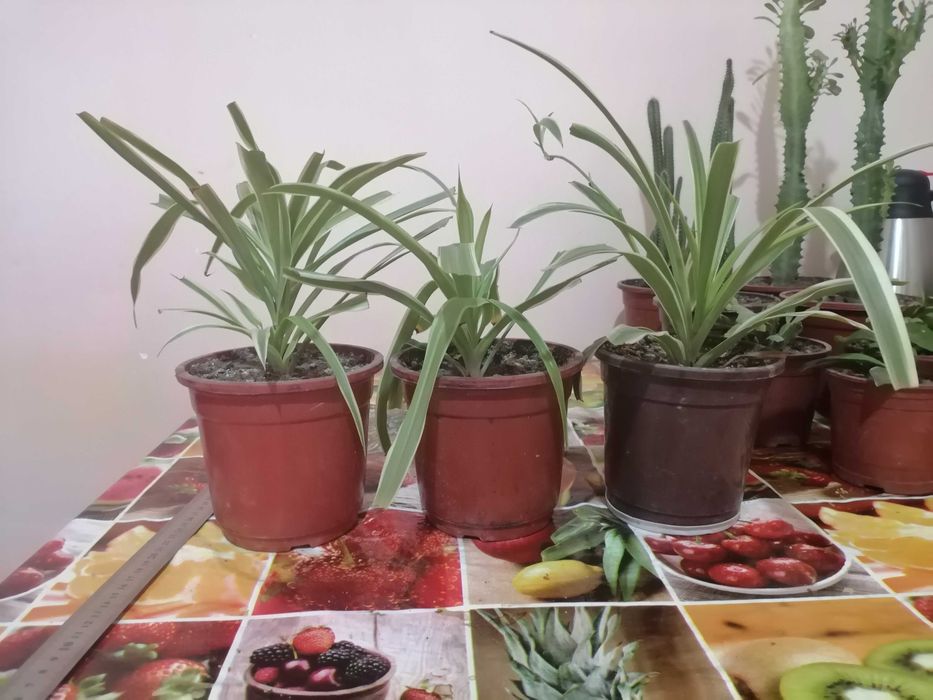 Комнатные цветы. Хона гуллари