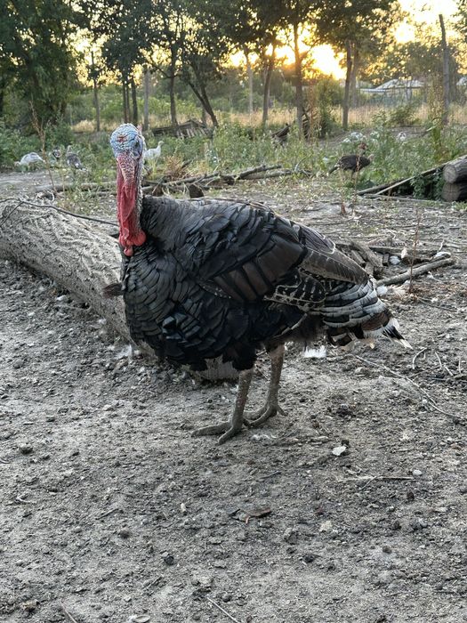 Gâşte rațe găini cocosi curci