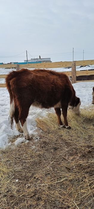 Бұзаулы сиырлар сатылады