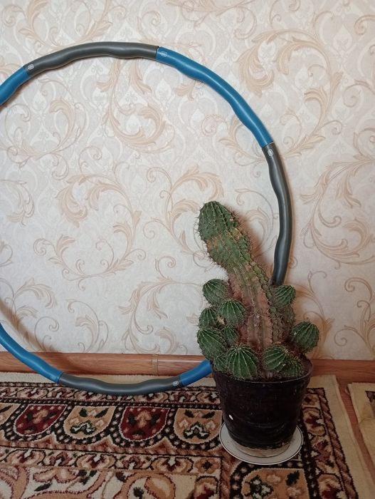 Кактус кактус кактус