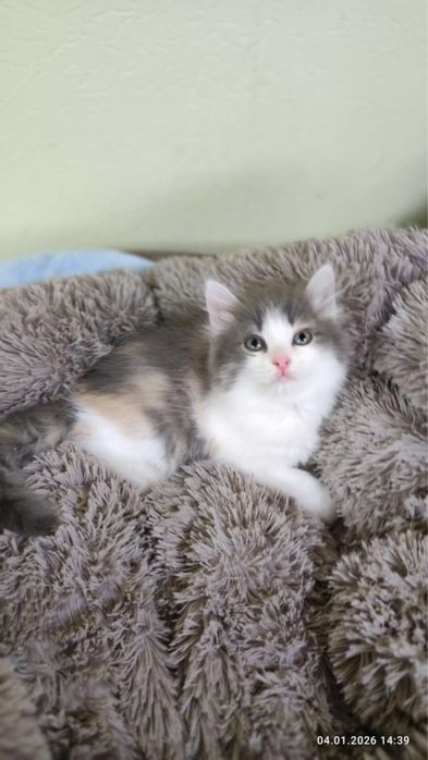 Очаровательная лапотулька-Мила!!!В самые любящие ручки!