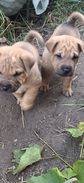 Продам шенят шарпея