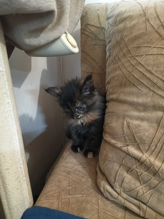 Мейн куун котенца