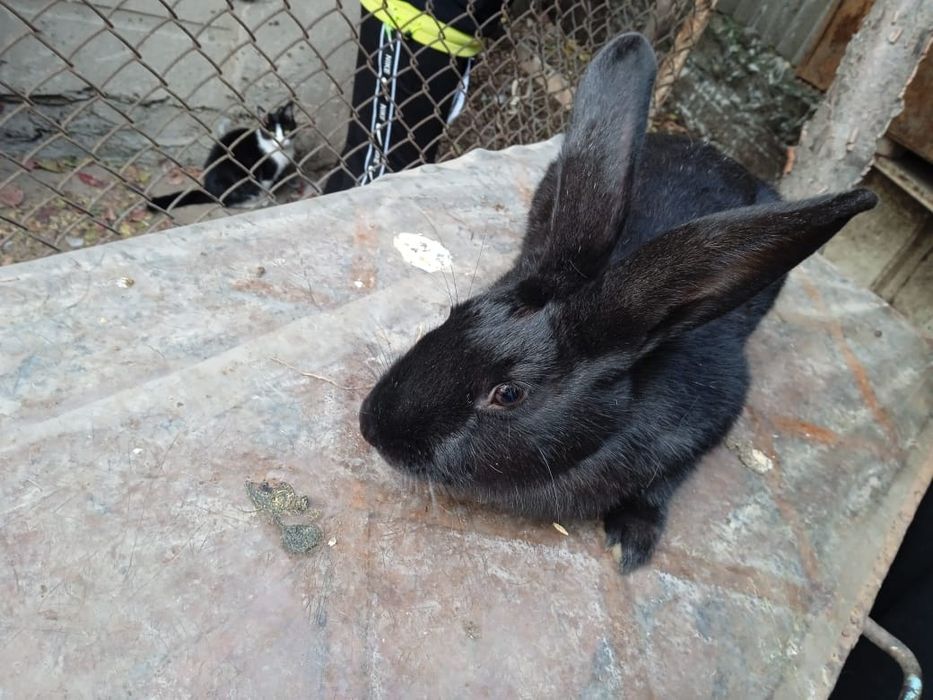 Кролики апрельские, чёрные, девочки
