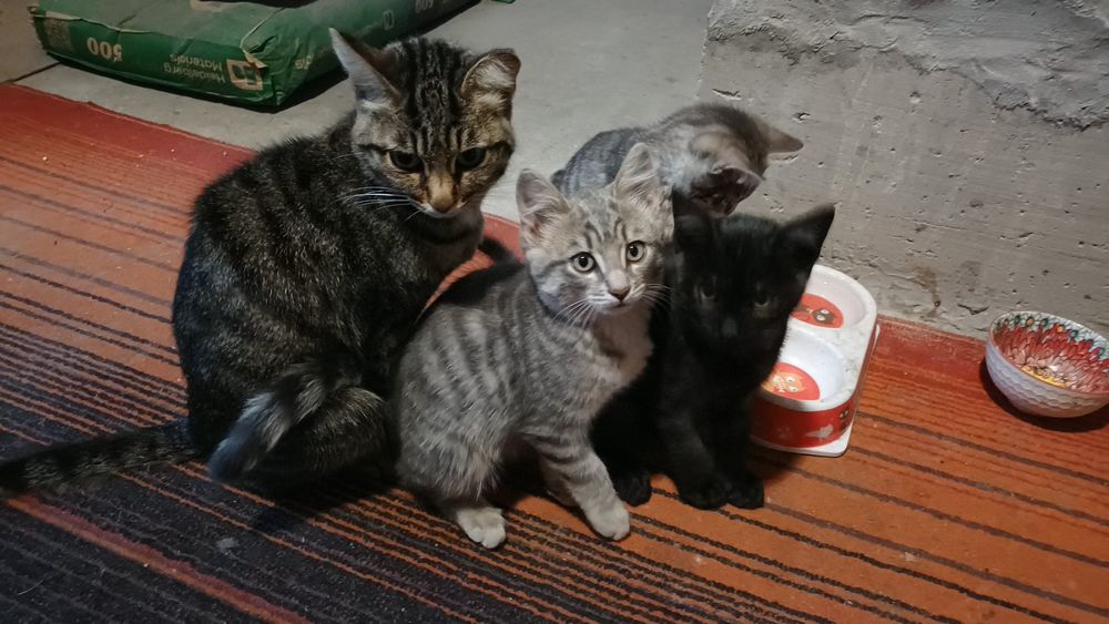 Отдам в хорошие руки котят