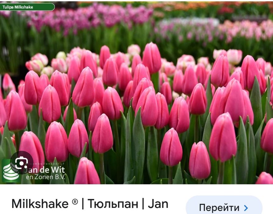 Тюльпаны оптом с теплицы