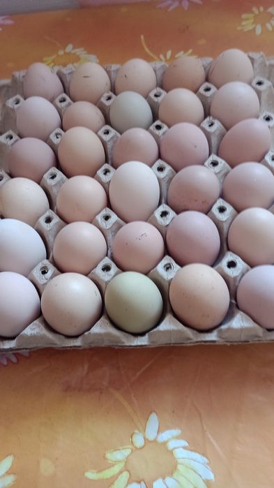 Vînd Ouă de Găină