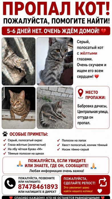 Пропал  наш  кот
