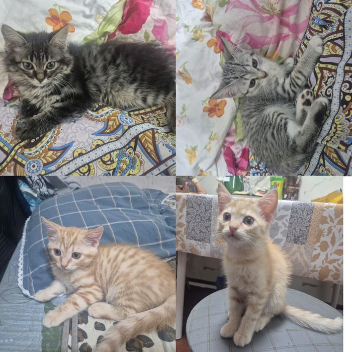 Отдам даром  котят